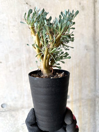 【現品限り】オトンナ・ユーフォルビオイデス【O52】 Othonna euphorbioides