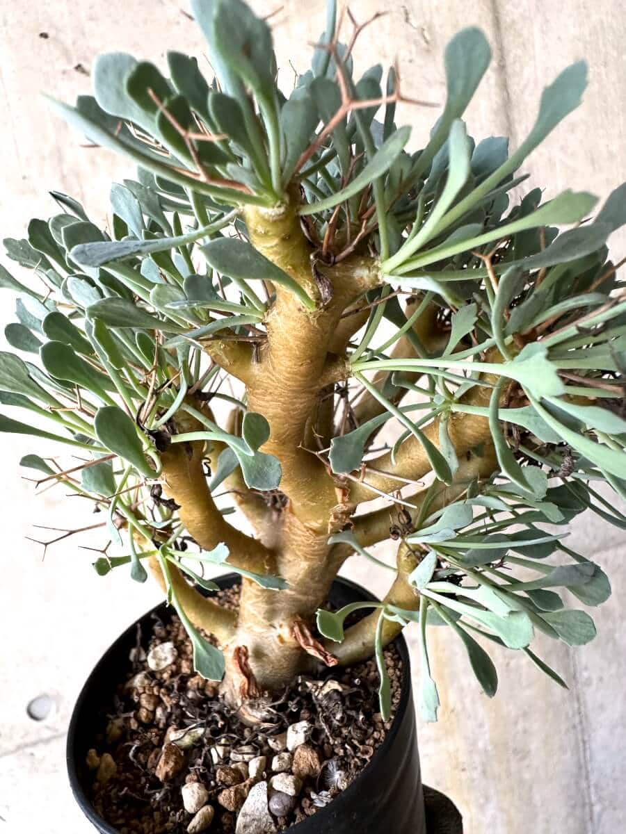 【現品限り】オトンナ・ユーフォルビオイデス【O52】 Othonna euphorbioides