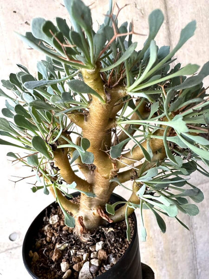 【現品限り】オトンナ・ユーフォルビオイデス【O52】 Othonna euphorbioides