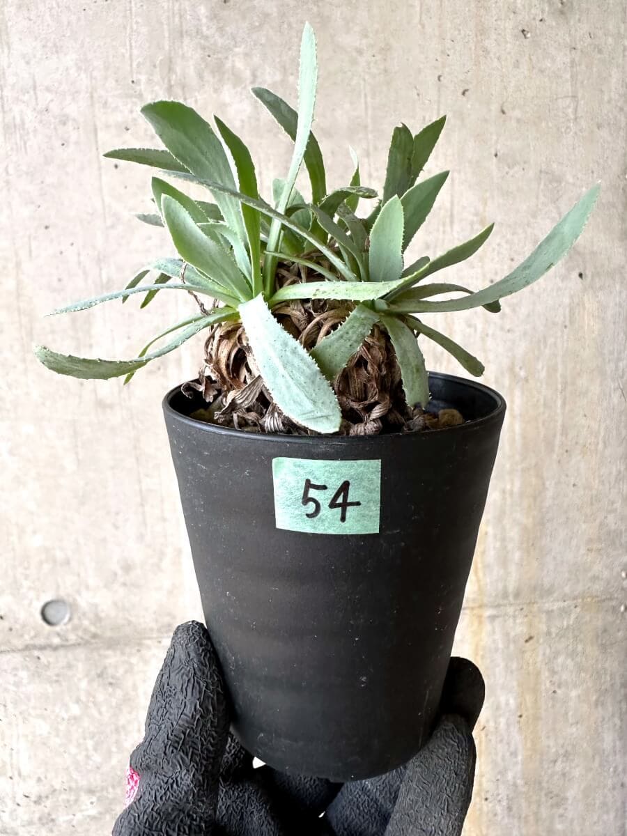 【現品限り】オトンナ・レトロルサ 実生3年【O54】 Othonna retrorsa