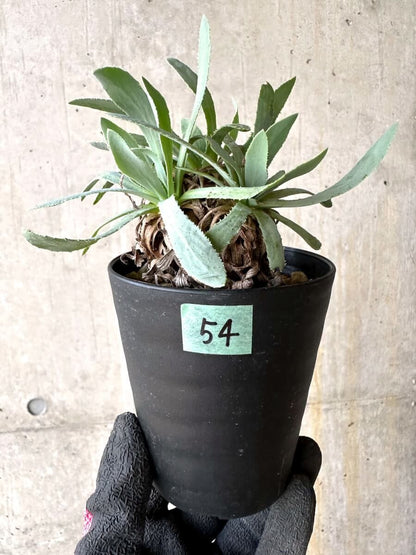 【現品限り】オトンナ・レトロルサ 実生3年【O54】 Othonna retrorsa