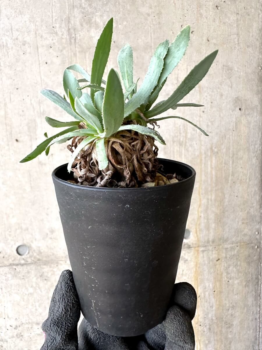 【現品限り】オトンナ・レトロルサ 実生3年【O54】 Othonna retrorsa