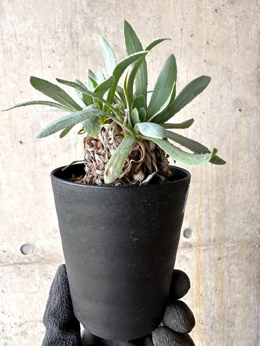 【現品限り】オトンナ・レトロルサ 実生3年【O54】 Othonna retrorsa