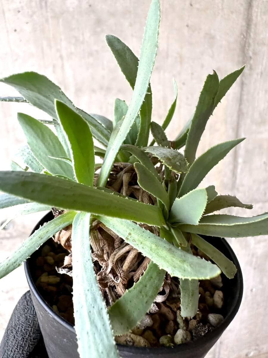 【現品限り】オトンナ・レトロルサ 実生3年【O54】 Othonna retrorsa