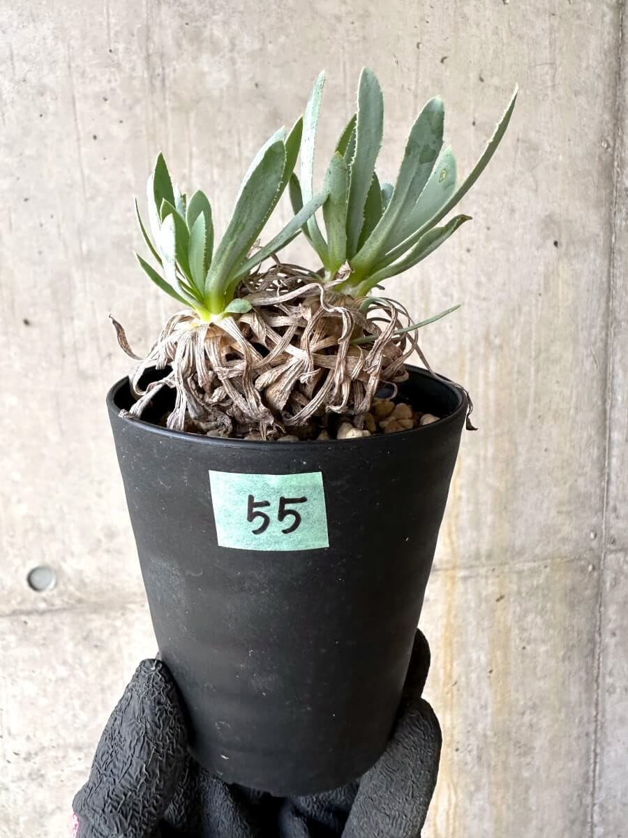 【現品限り】オトンナ・レトロルサ 実生3年【O55】 Othonna retrorsa