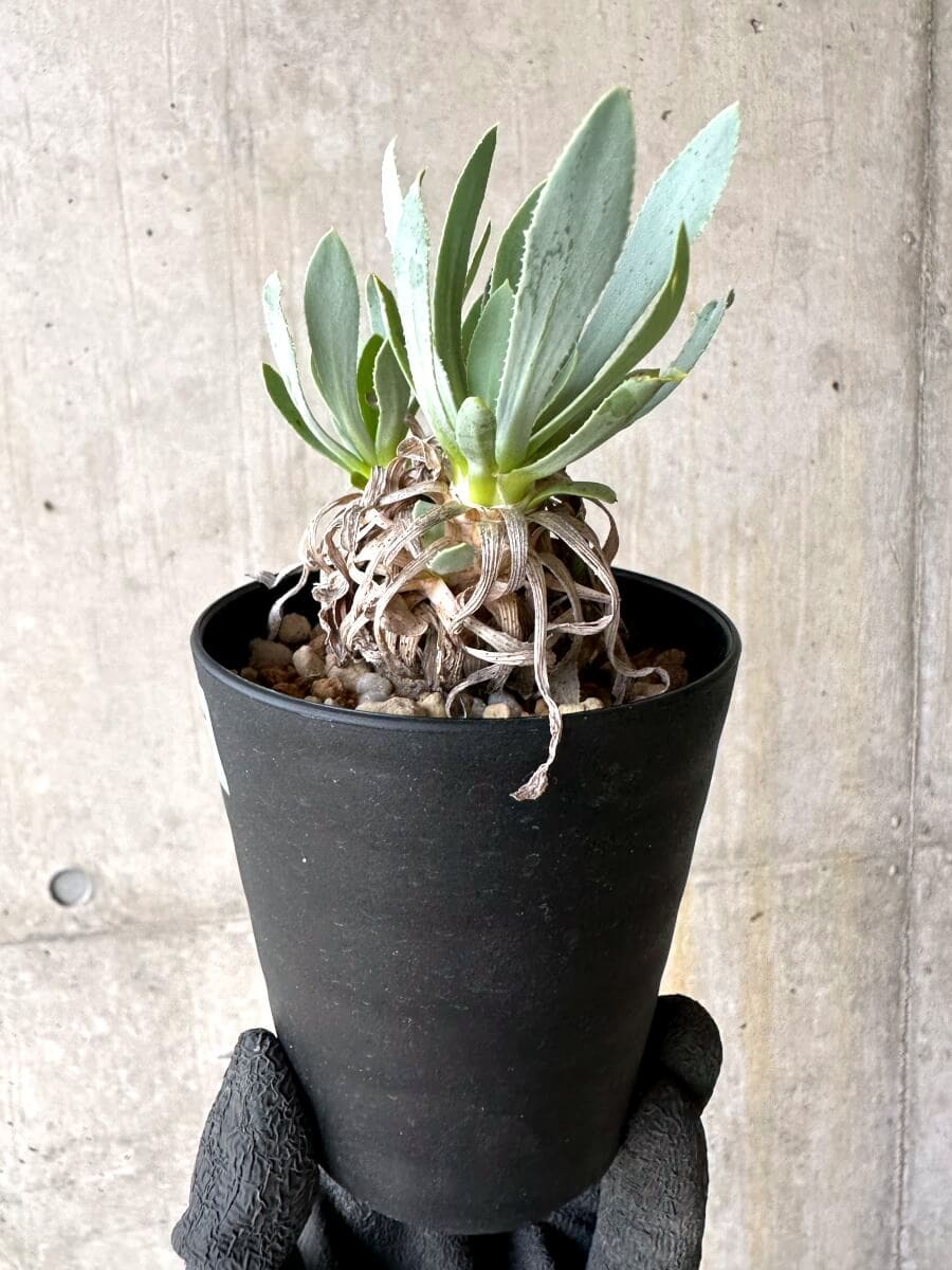 【現品限り】オトンナ・レトロルサ 実生3年【O55】 Othonna retrorsa