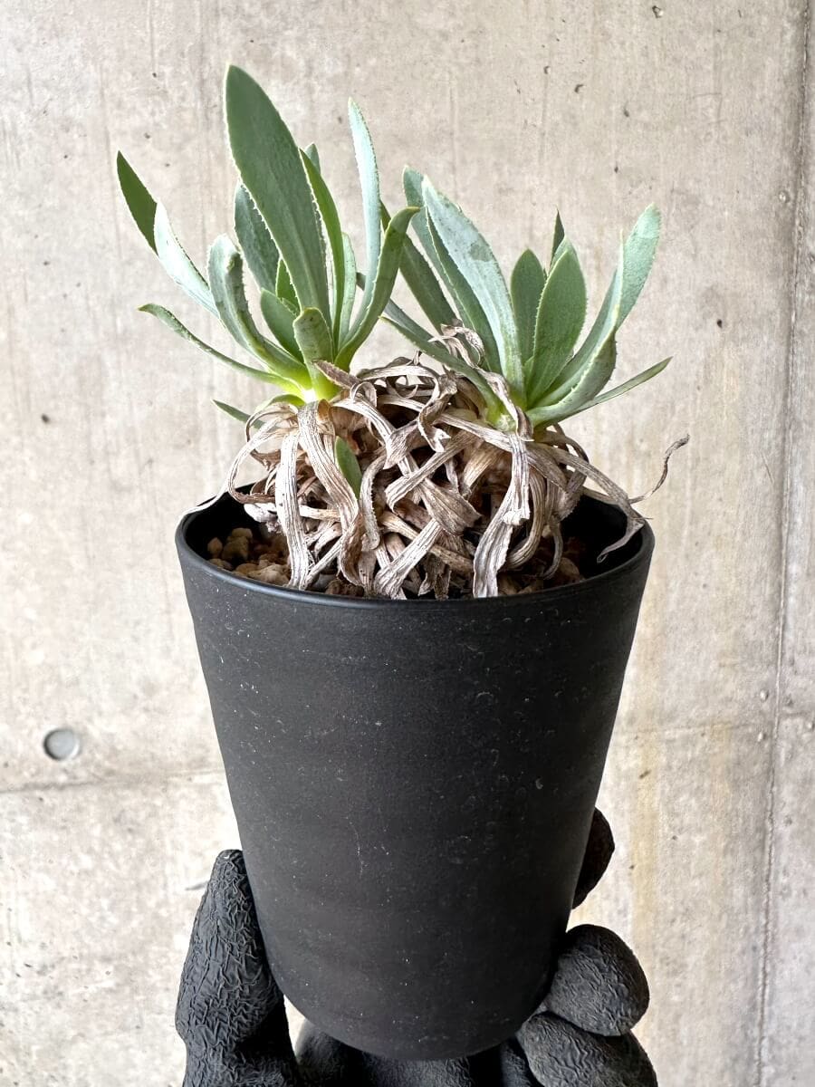 【現品限り】オトンナ・レトロルサ 実生3年【O55】 Othonna retrorsa