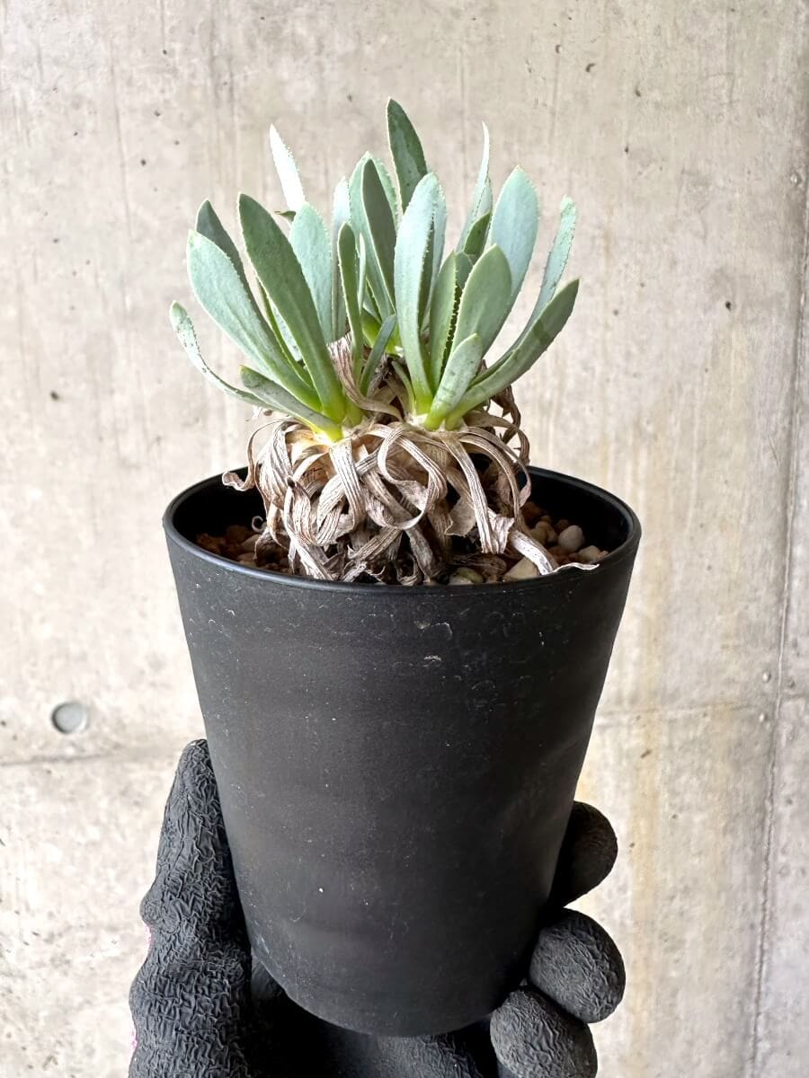 【現品限り】オトンナ・レトロルサ 実生3年【O55】 Othonna retrorsa