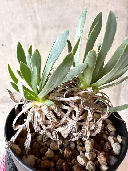 【現品限り】オトンナ・レトロルサ 実生3年【O55】 Othonna retrorsa