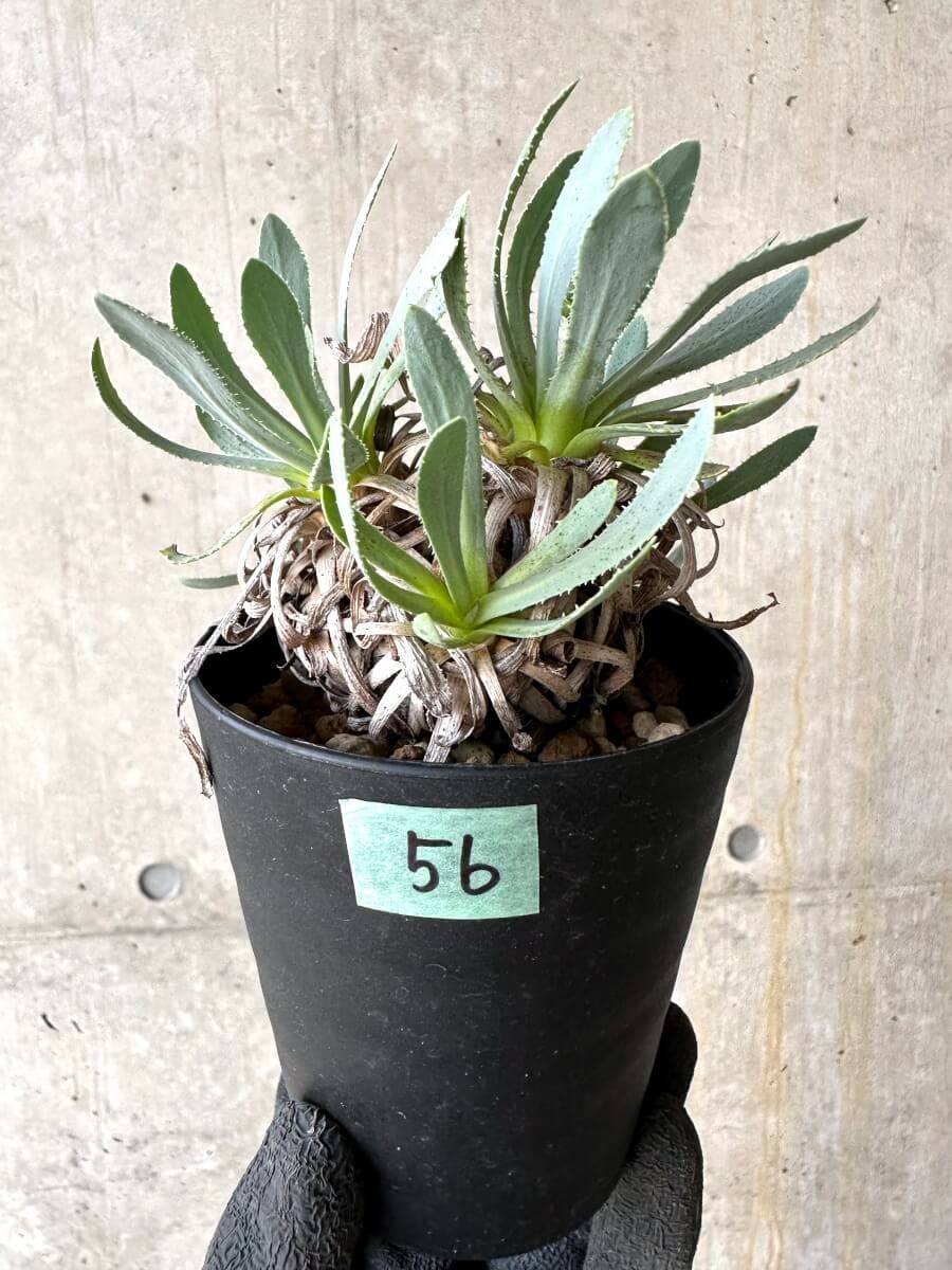 【現品限り】オトンナ・レトロルサ 実生3年【O56】 Othonna retrorsa