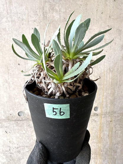 【現品限り】オトンナ・レトロルサ 実生3年【O56】 Othonna retrorsa