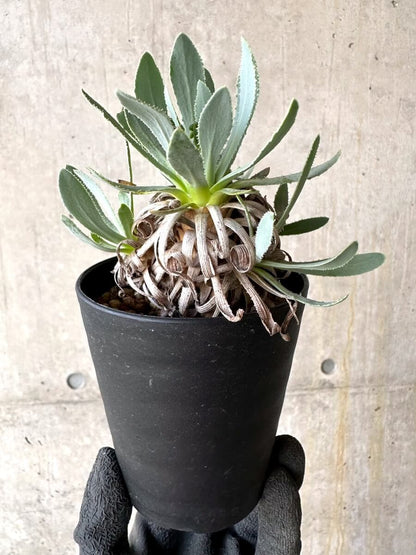 【現品限り】オトンナ・レトロルサ 実生3年【O56】 Othonna retrorsa