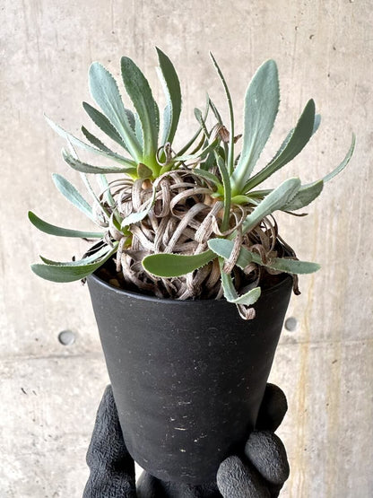 【現品限り】オトンナ・レトロルサ 実生3年【O56】 Othonna retrorsa