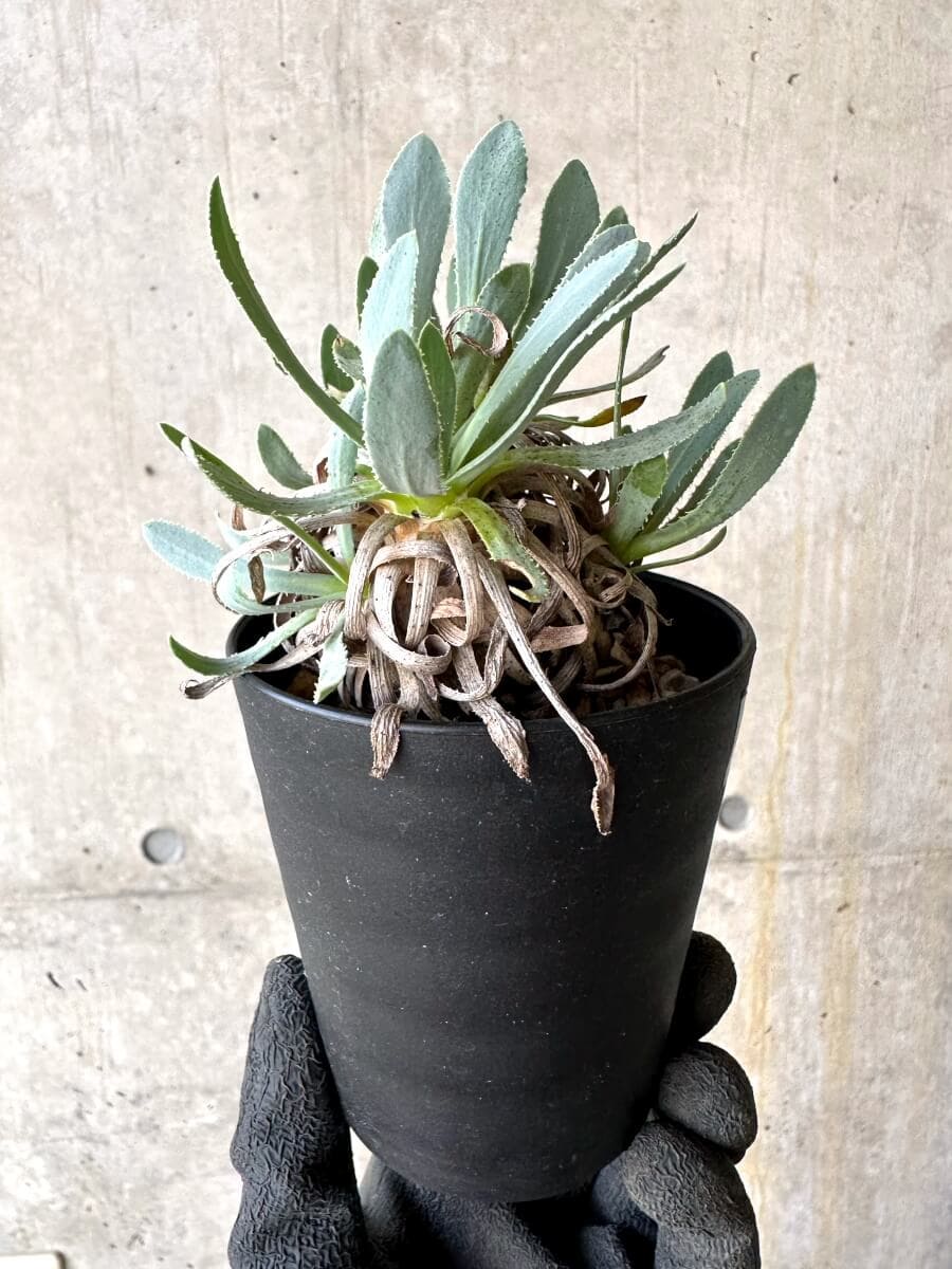 【現品限り】オトンナ・レトロルサ 実生3年【O56】 Othonna retrorsa