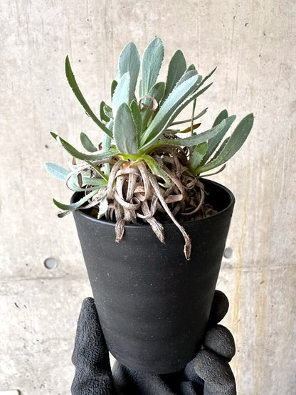 【現品限り】オトンナ・レトロルサ 実生3年【O56】 Othonna retrorsa