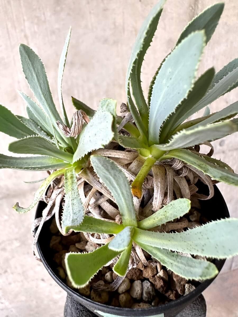 【現品限り】オトンナ・レトロルサ 実生3年【O56】 Othonna retrorsa