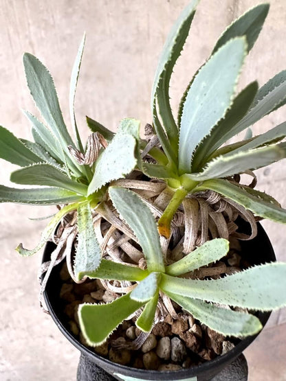 【現品限り】オトンナ・レトロルサ 実生3年【O56】 Othonna retrorsa