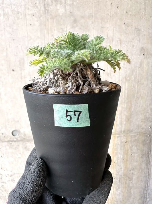 【現品限り】ペラルゴニウム・アッペンディクラツム【O57】 Pelargonium appendiculatum