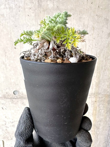 【現品限り】ペラルゴニウム・アッペンディクラツム【O57】 Pelargonium appendiculatum