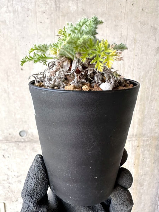 【現品限り】ペラルゴニウム・アッペンディクラツム【O57】 Pelargonium appendiculatum