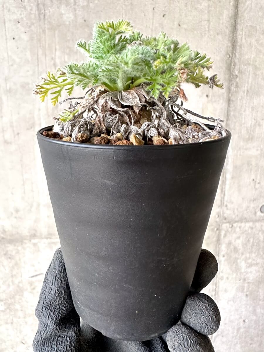 【現品限り】ペラルゴニウム・アッペンディクラツム【O57】 Pelargonium appendiculatum