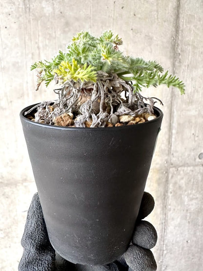 【現品限り】ペラルゴニウム・アッペンディクラツム【O57】 Pelargonium appendiculatum