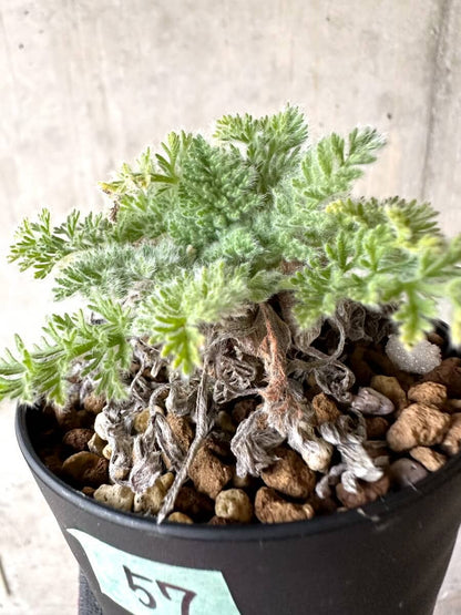 【現品限り】ペラルゴニウム・アッペンディクラツム【O57】 Pelargonium appendiculatum