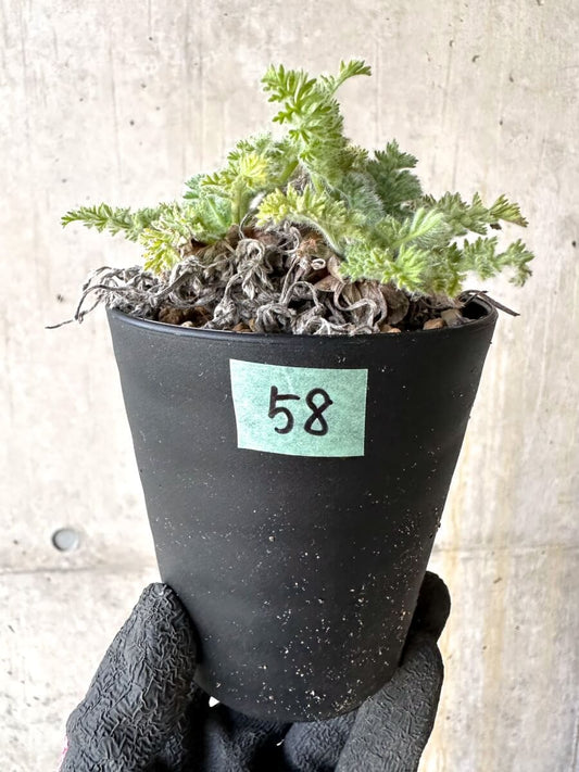 【現品限り】ペラルゴニウム・アッペンディクラツム【O58】 Pelargonium appendiculatum
