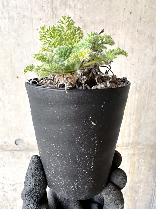 【現品限り】ペラルゴニウム・アッペンディクラツム【O58】 Pelargonium appendiculatum