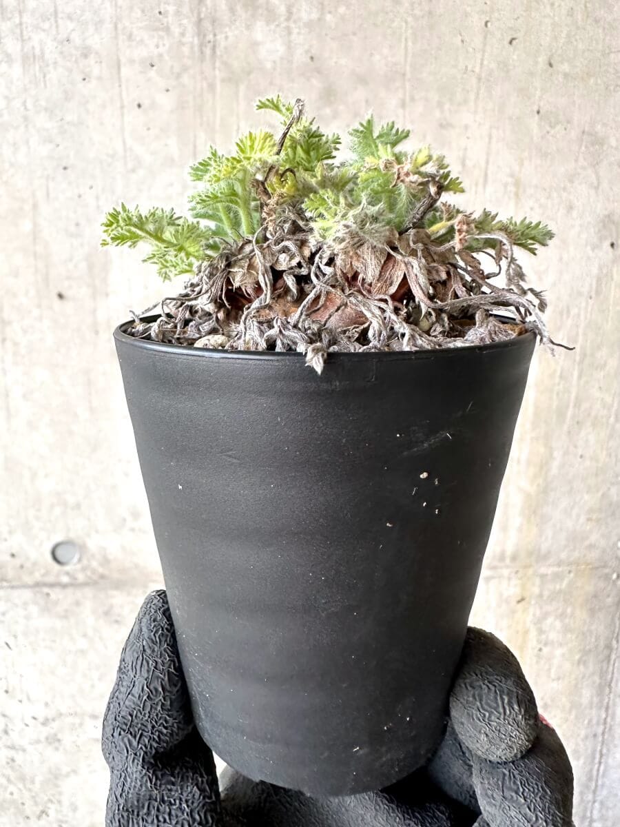 【現品限り】ペラルゴニウム・アッペンディクラツム【O58】 Pelargonium appendiculatum