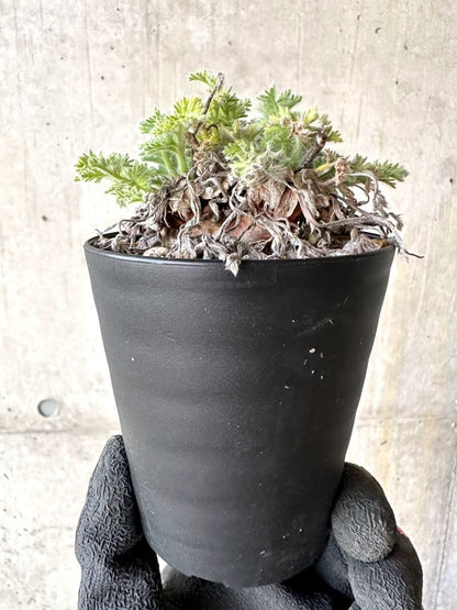 【現品限り】ペラルゴニウム・アッペンディクラツム【O58】 Pelargonium appendiculatum