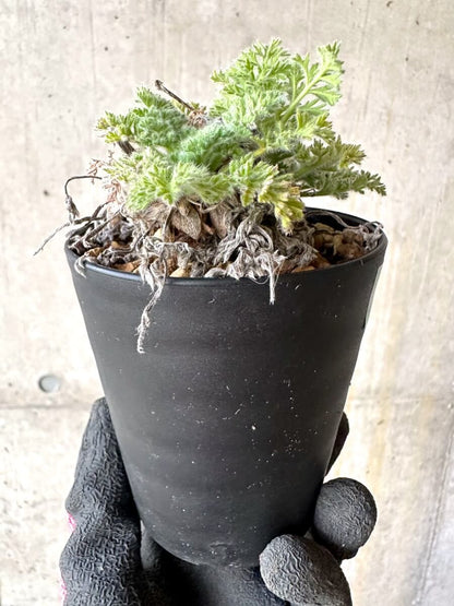 【現品限り】ペラルゴニウム・アッペンディクラツム【O58】 Pelargonium appendiculatum