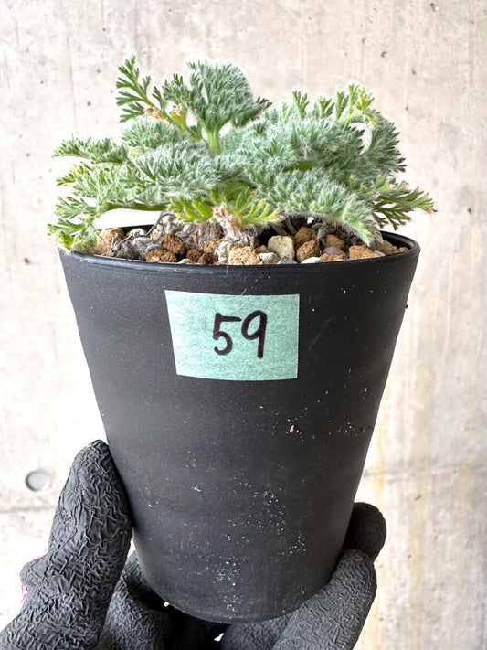 【現品限り】ペラルゴニウム・アッペンディクラツム【O59】 Pelargonium appendiculatum