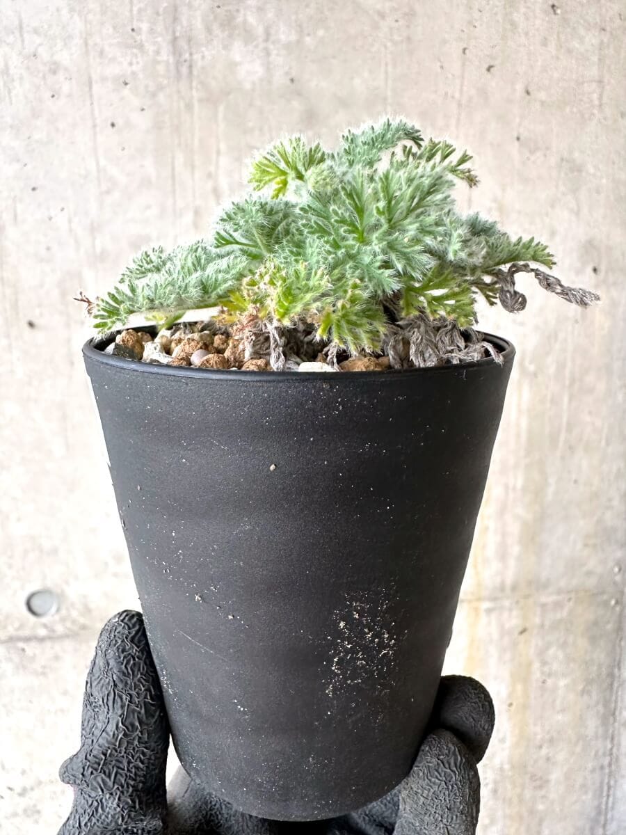【現品限り】ペラルゴニウム・アッペンディクラツム【O59】 Pelargonium appendiculatum