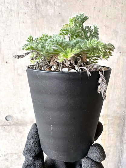 【現品限り】ペラルゴニウム・アッペンディクラツム【O59】 Pelargonium appendiculatum