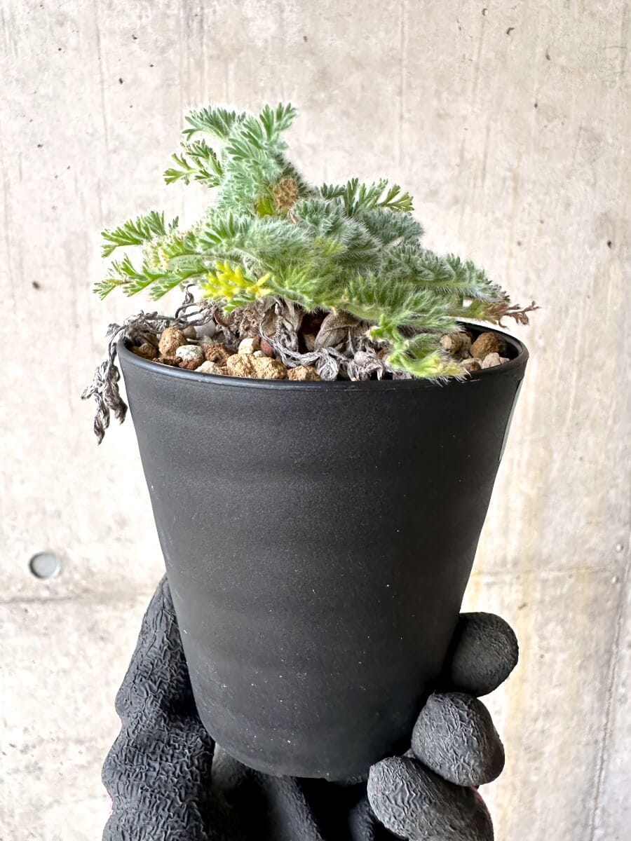 【現品限り】ペラルゴニウム・アッペンディクラツム【O59】 Pelargonium appendiculatum