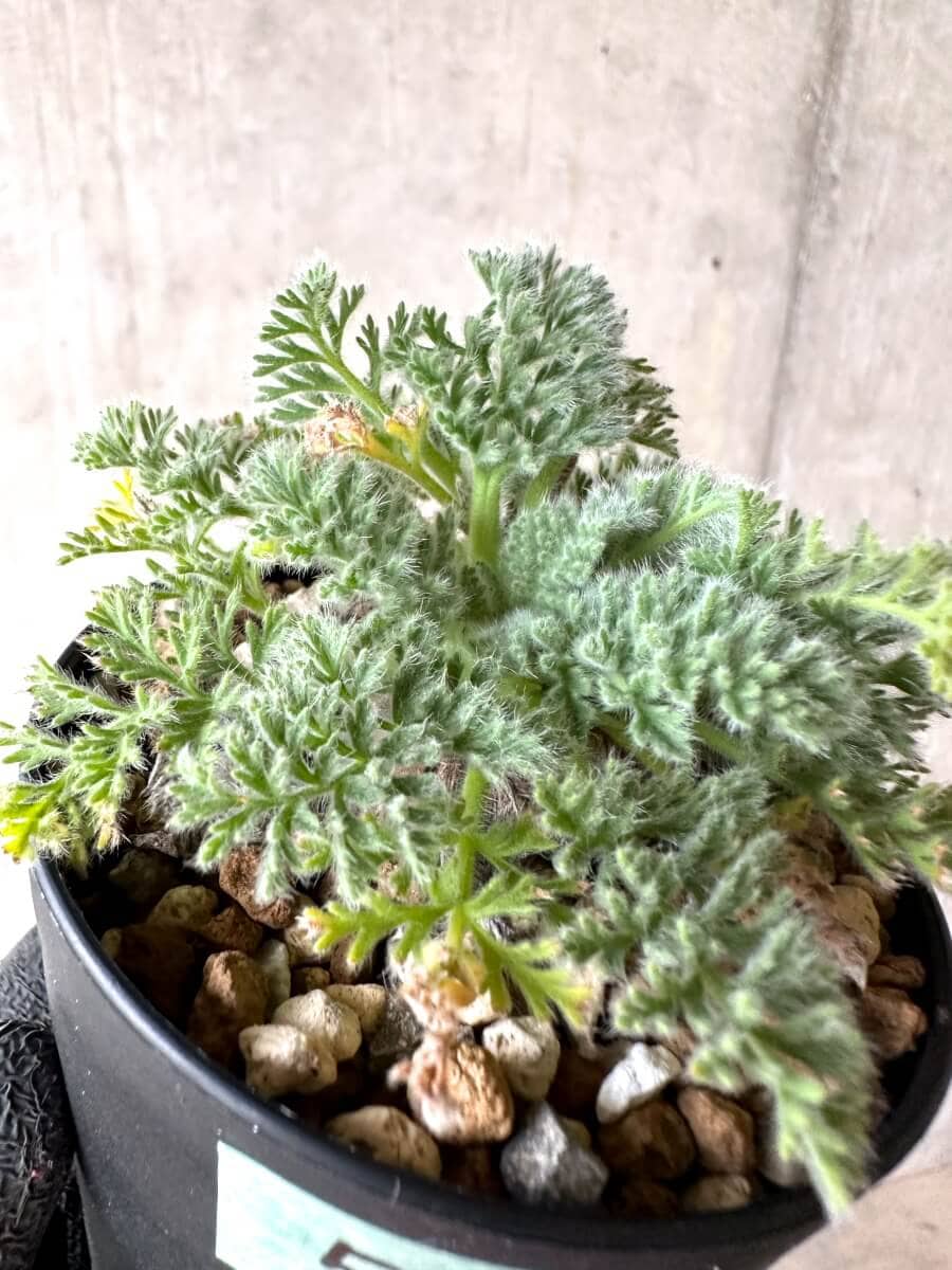 【現品限り】ペラルゴニウム・アッペンディクラツム【O59】 Pelargonium appendiculatum