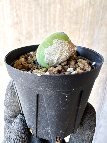 【現品限り】ムイリア・ホルテンセ【O5】 Muiria hortenseae