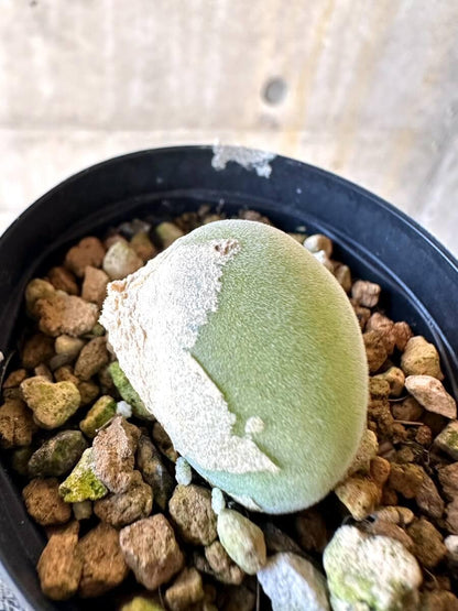 【現品限り】ムイリア・ホルテンセ【O5】 Muiria hortenseae