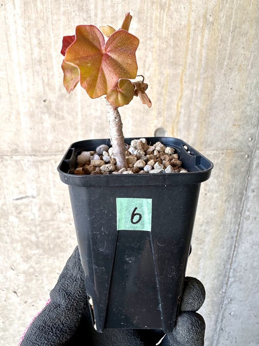 【現品限り】ペラルゴニウム・トンガエンセ【O6】 Pelargonium tongaense