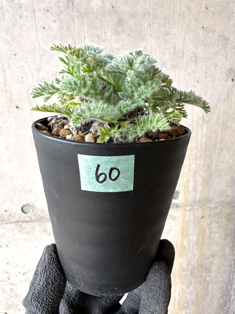 【現品限り】ペラルゴニウム・アッペンディクラツム【O60】 Pelargonium appendiculatum