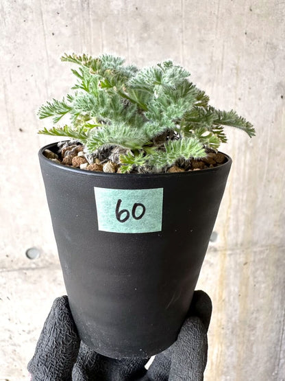 【現品限り】ペラルゴニウム・アッペンディクラツム【O60】 Pelargonium appendiculatum