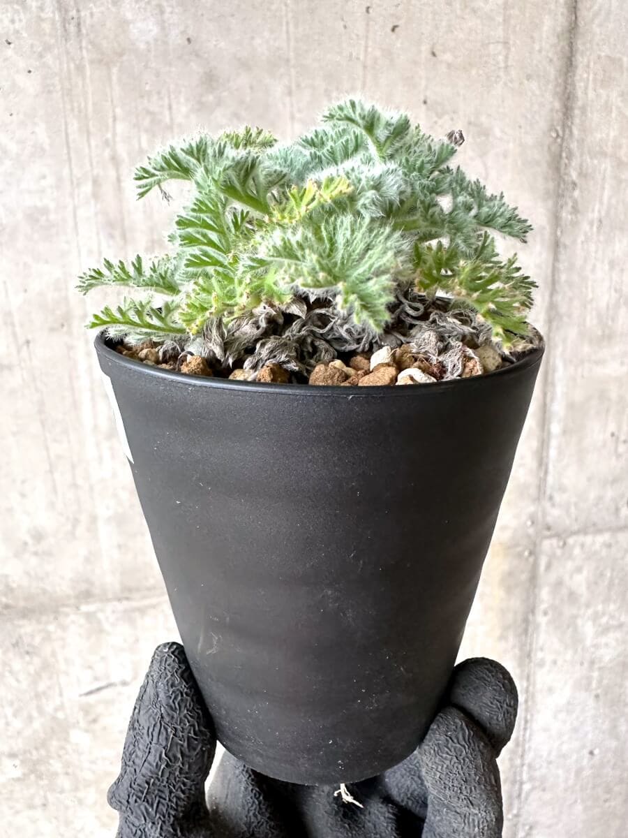 【現品限り】ペラルゴニウム・アッペンディクラツム【O60】 Pelargonium appendiculatum