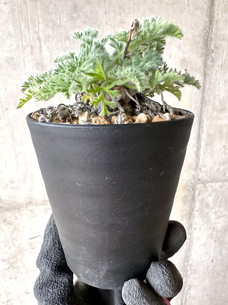 【現品限り】ペラルゴニウム・アッペンディクラツム【O60】 Pelargonium appendiculatum