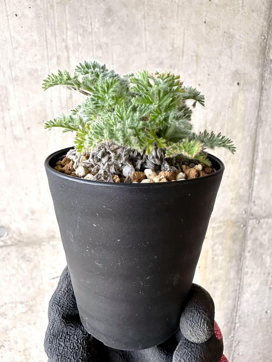 【現品限り】ペラルゴニウム・アッペンディクラツム【O60】 Pelargonium appendiculatum