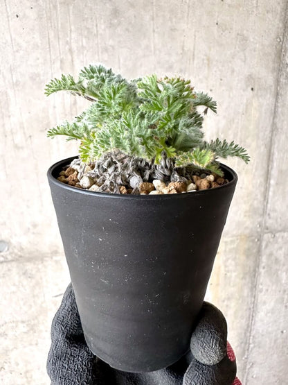 【現品限り】ペラルゴニウム・アッペンディクラツム【O60】 Pelargonium appendiculatum