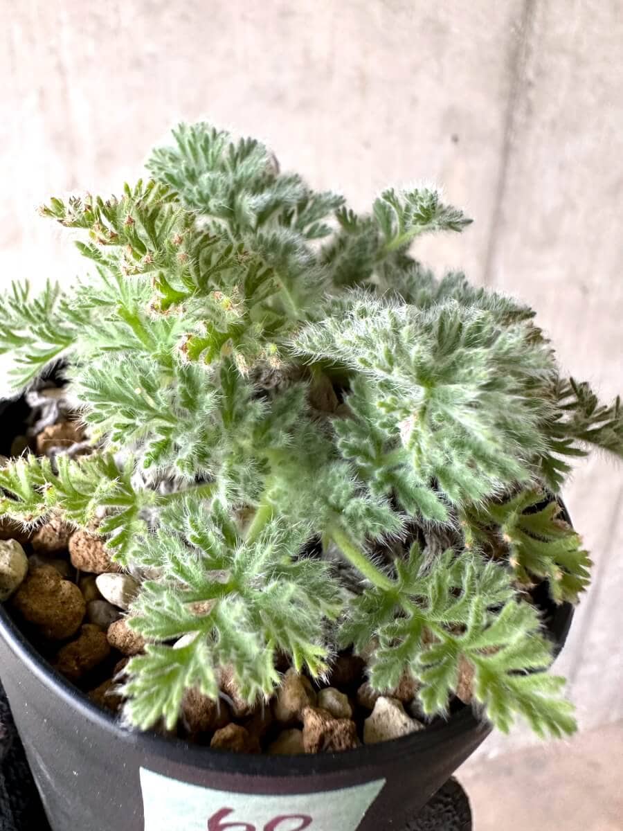 【現品限り】ペラルゴニウム・アッペンディクラツム【O60】 Pelargonium appendiculatum