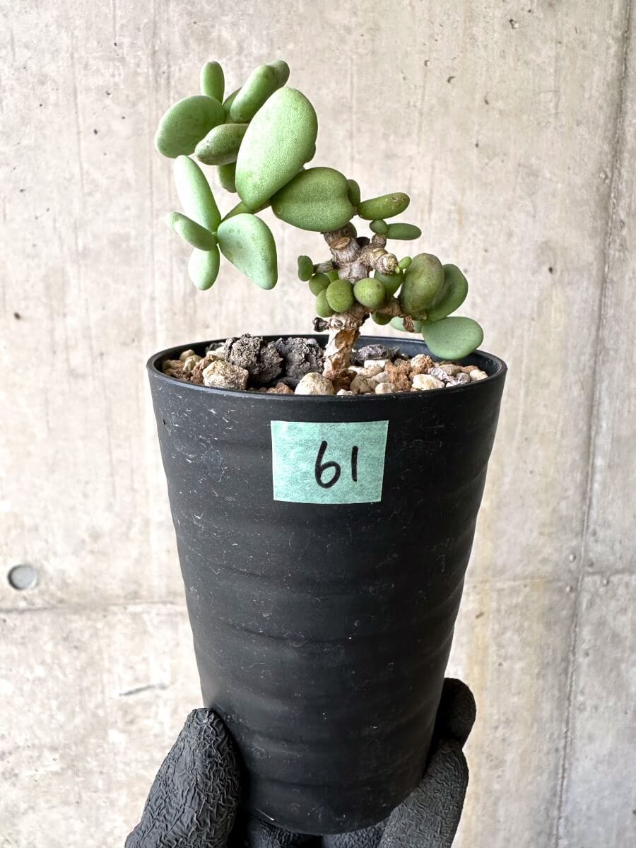 現品限り】ケラリア・ピグマエア 実生【O61】 Ceraria pygmaea 塊根