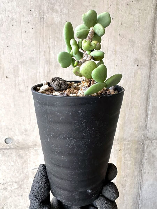 【現品限り】ケラリア・ピグマエア 実生【O61】 Ceraria pygmaea