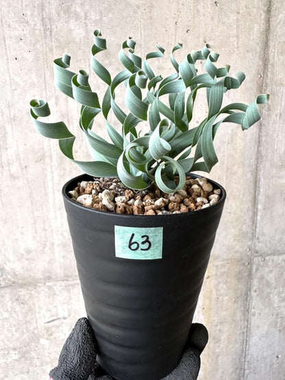 【現品限り】アルブカ・コンコルディアナ【O63】 Albuca concordiana